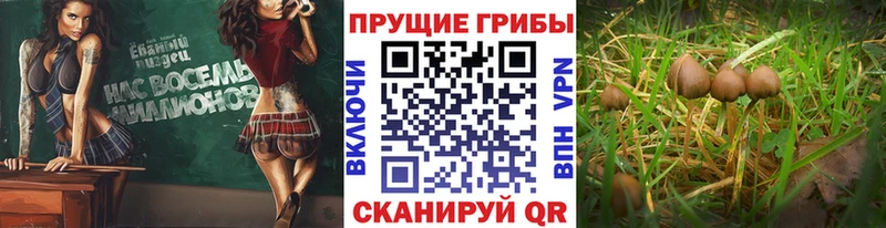 Псилоцибиновые грибы GOLDEN TEACHER Урюпинск
