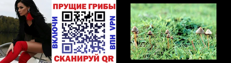 Псилоцибиновые грибы MAGIC MUSHROOMS  Купить  Урюпинск 